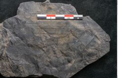 Foto (Detailansicht) von Flabellaria sublongirhachis Ettingshausen (NHMW-GEO-2024-0188-10232)